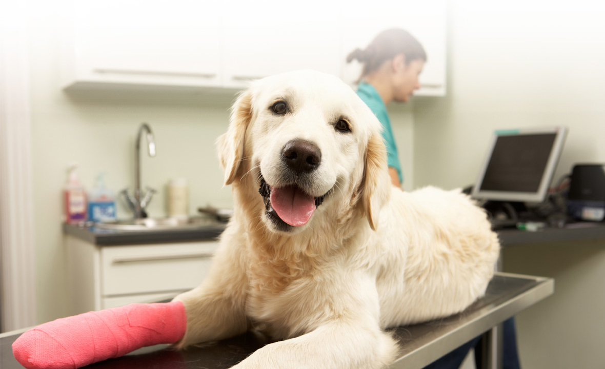 Veterinário - Clínica Veterinária