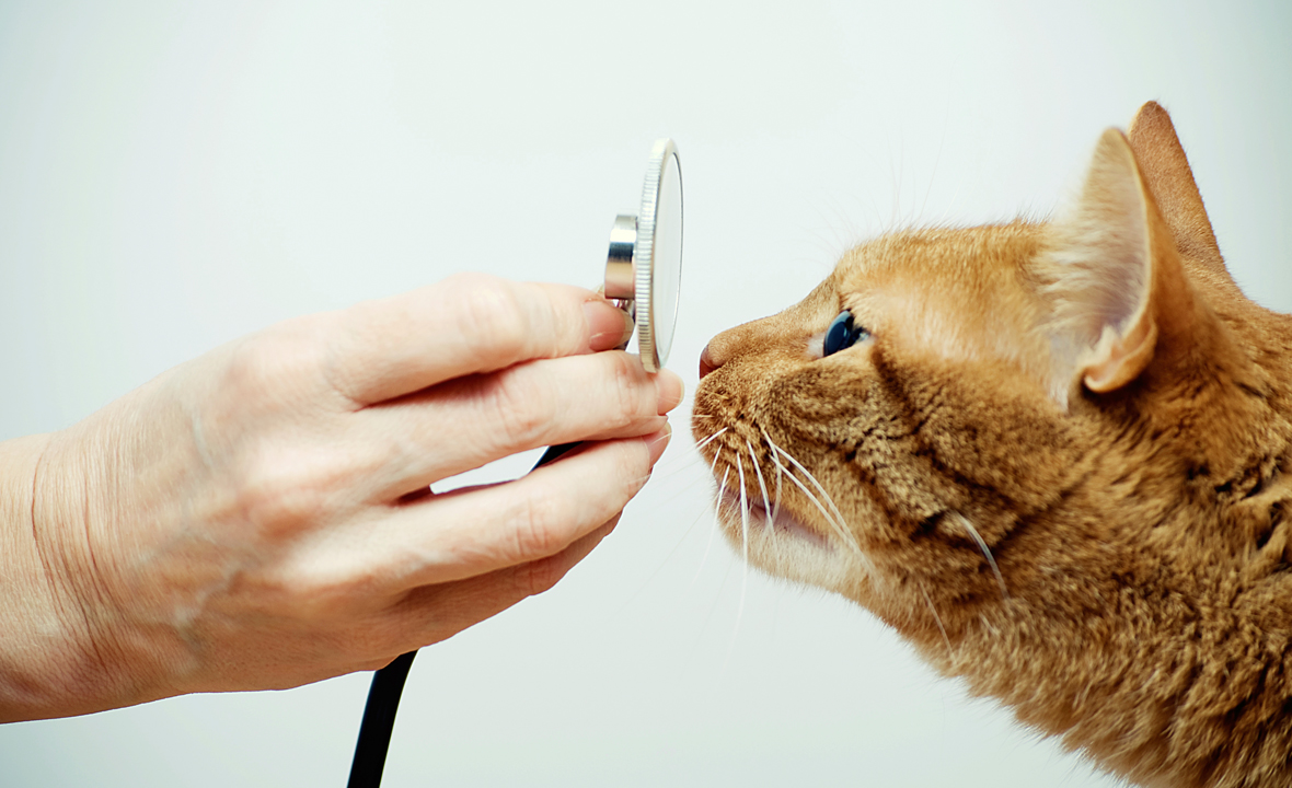 Veterinário - Veterinário